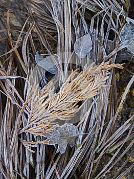 Bright Frosted Grasses and Leaves in Yosemite National Park Cali