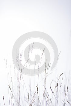 Bright frozen minimal nature background.