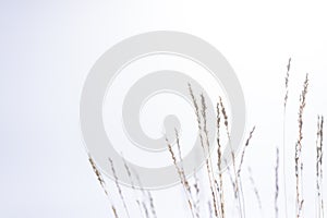 Bright frozen minimal nature background.