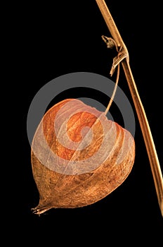 Bright fruit of physalis plant