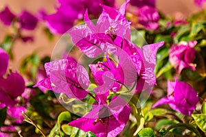 Bright fuchsia colored bougainvillea glowing in the sunlight