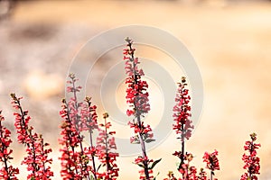 Bright fuchsia pink scarlet bugler flowers