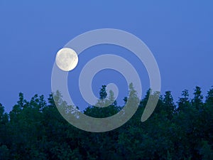 Bright full moon over trees at dusk