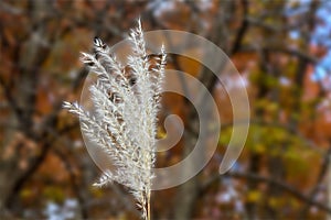 Bright fuzzy white fern in an orange fall setting, ON, Canada