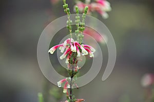 Bright fynbos flowers heavy with dew