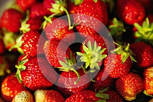 Bright garden strawberry close up