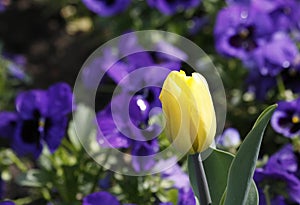 Bright garden of tricolor viola flowers an ywllow tulips in summer time.