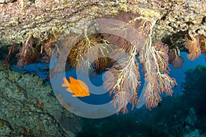 Bright Garibaldi Fish at Catalina Island