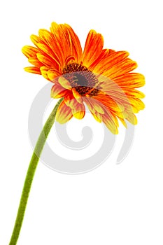 Bright gerbera