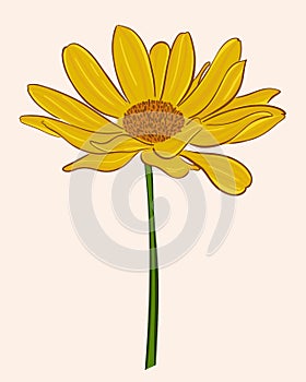 Bright gerbera. Vector, bright yellow-orange flower. Garden flower close up.