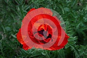 Bright giant red poppy flower in spring.