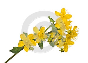 Bright gold hypericum flower isolated on white