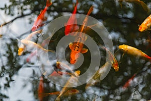 Bright gold and red carp swim in clear aquarium