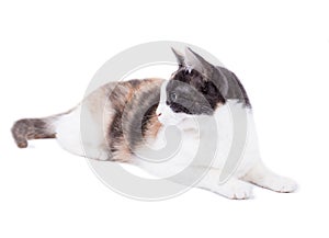 Bright golden beautiful mongrel tricolor cat on a white background