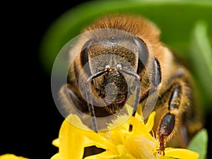 Bright Golden honeybee extracts pollen from yellow flower photo