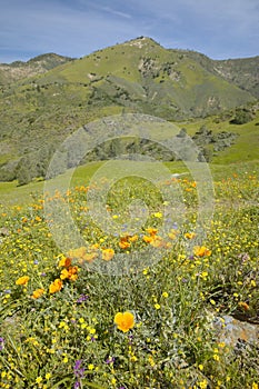 Bright golden poppies and the green spring hills of Figueroa Mountain near Santa Ynez and Los Olivos, CA photo