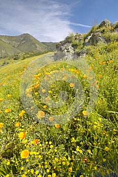 Bright golden poppies and the green spring hills of Figueroa Mountain near Santa Ynez and Los Olivos, CA photo