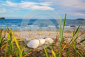 Bright golden sunset on the beach, the waves on the sand, shells.