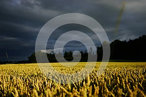 Bright golden wheat field against dark storm clouds