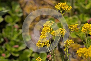 Bright golden yellow Alyssum flowers, Aurinia saxatilis, blooming in summer, close-up view with background blur
