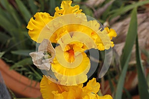 Spring Bloom Series - Glitter Gulch - Tall Bearded Space Ager Iris - Bright Golden Yellow - Iris Germanica photo