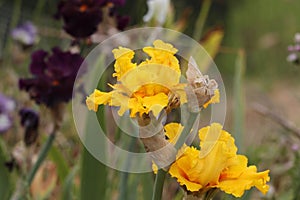 Spring Bloom Series - Glitter Gulch - Tall Bearded Space Ager Iris - Bright Golden Yellow - Iris Germanica photo