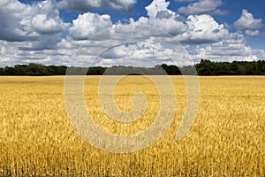 Bright Golden Yellow Wheat Field Under Deep Blue S