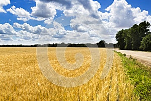 Bright Golden Yellow Wheat Field Under Deep Blue S