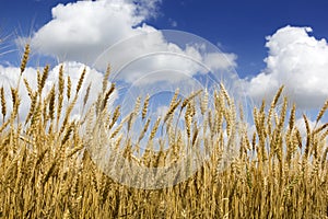 Bright Golden Yellow Wheat Stalks Under Deep Blue