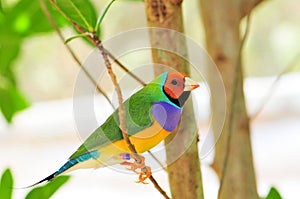 Bright Gouldian finch