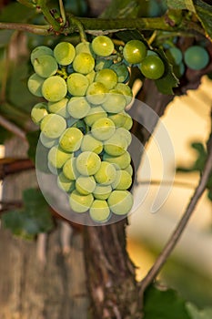 Bright grapes cluster ripening on vine in sunny garden. photo
