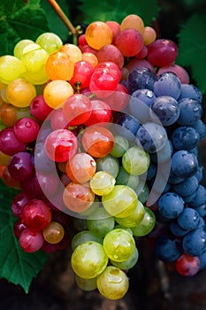 Bright grapes of rainbow colors, Lgbtq symbols, ai generative