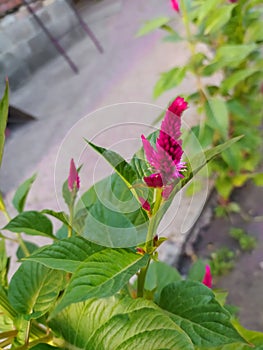 Bright grass, green leaves and bright pink flowers