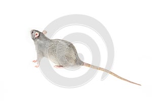 Bright gray rat with a long tail on an isolated white background