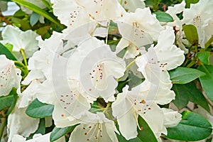 Bright great white  rhododendron flowers
