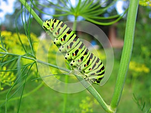 Bright green