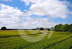 Bright green agriculture farmland