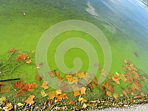 Bright green algae bloom with Autumn leaf shoreline
