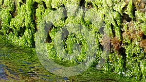 Bright green algae on the dock by the sea water. Background image.
