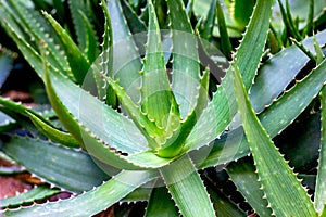 Bright green Aloe Vera succulent plant leaves in the garden in summer.