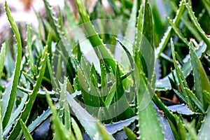 Bright green Aloe Vera succulent plant leaves in the garden in summer.