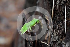 Bright Green American Tree Frog Perched on Tree