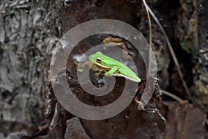 Bright Green American Tree Frog Perched on Tree