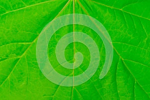 Texture of the plane of a green leaf of a tree close up