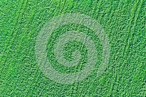 Bright green background, field covered with thick grass shooting from a drone