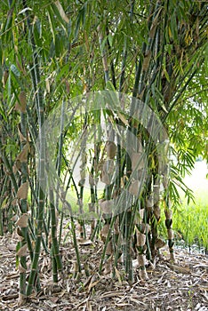 Bright Green Bamboo Tree Garden.