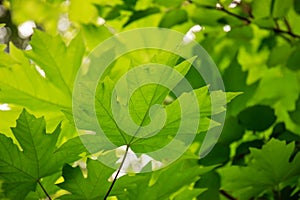 Bright green bigleaf maple leaves on a green background