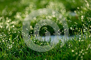 Bright green blurred grass background with water drops.