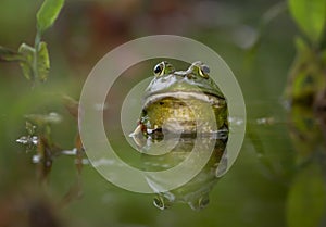 bright green bullfrog sitting in a pond waiting for a bug to eat