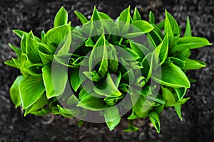 A bright green bush of the hosta. Decorative plant